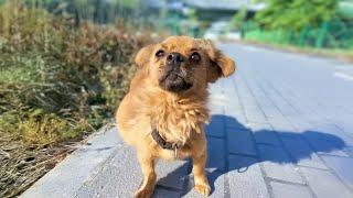 Chasing the owner's car in panic, the dog with a giant belly did not understand why