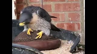 Male peregrine giving semen.