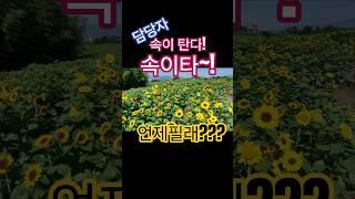 도대체 언제필거니? 강주해바라기 실시간. 25.6.23.(월)