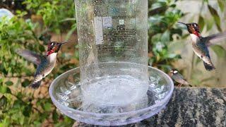 How To Make A Easy Bird Water Feeder At Home Plastic Bottle Bird Feeder DIY Homemade