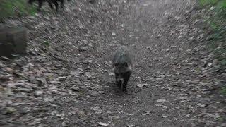 Raccoon dog, Marderhund (Nyctereutes procyonoides)