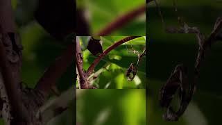 Incredible Acrobatics  Hungry Jumping Spider's High Flying Pursuit