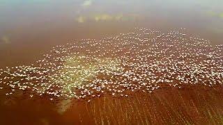 Huge flock of flamingos fly over Lake Eyasi in Tanzania