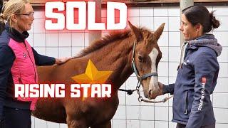 Sold! Rising Star⭐ is Sold! Is this the end of the fairy tale!?? | Friesian Horses