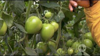 Producción de doble eje de tomate bajo invernadero