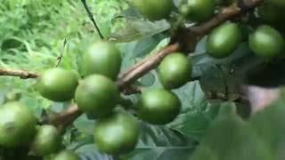 coffee plant with Seed (coffee Bean) in Idukki Kerala