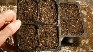 how to grow calendula from seed, how to start calendula from seed