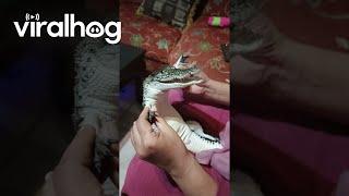 Tiny Crocodile Adorably Babied || ViralHog