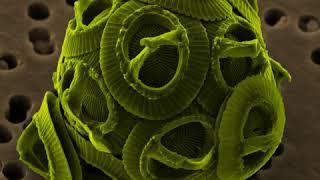 Gephyrocapsa | Wikipedia audio article