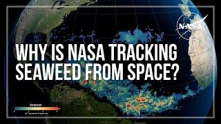 Why Is NASA Tracking Seaweed From Space?