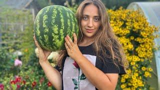 I Grew 100 KG of Watermelons with Only 8 Plants