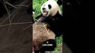 Fun Facts You’ll Love About Pandas!