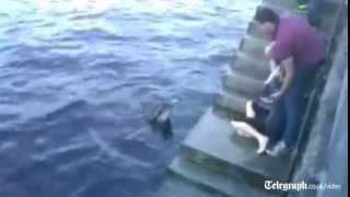 'Dusty' the dolphin attacks woman