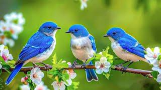 Birds Chirping 4K~ Birdsong to Relieve Stress, Anxiety, and Depression  Soothing for Heart and Mind