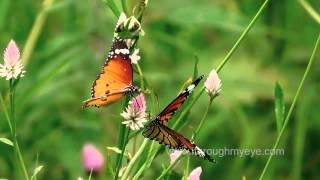 The Common Tiger + Plain tiger butterfly s