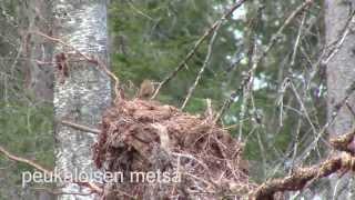 Peukaloisen metsä