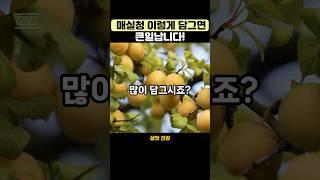 매실청 이렇게 담그면 큰일납니다 #영양식#건강식단 #건강관리
