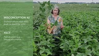 Science for Success: Misconceptions About Soybean Pod Set