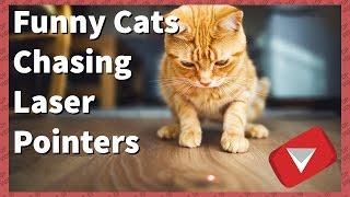 Funny Cats Chasing Laser Pointers [2017] (TOP 10 VIDEOS)