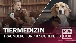 Tiermedizin in Leipzig – Traumberuf und Knochenjob | Entdecke den Osten | MDR DOK