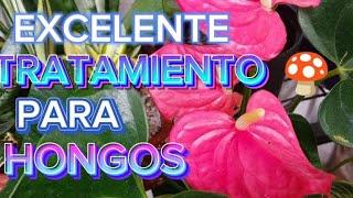 ANTURIOS CON EXCELENTE TRATAMIENTO PARA PREVENIR Y ACABAR CON LOS HONGOS‍🟫🪴