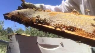 A small glimpse from hive to jar honey.