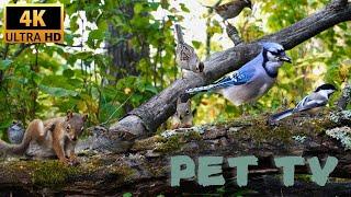 Entertain Your Cat or Dog with Pet TV | Squirrels, Blue Jays and Migratory Birds Come for a Visit