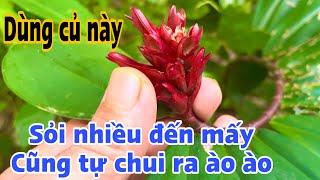 Dùng Củ này Sỏi thận chui ra ào ào . PHAN HẢI Channel