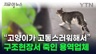 "병원 가기 전에 죽을 것 같아서"...길고양이 구조 요청에 충격적 대응 [지금이뉴스] / YTN