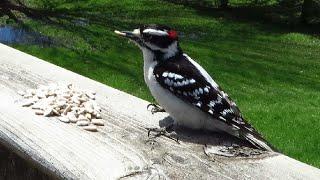 Sunflower seeds are a tempting treat