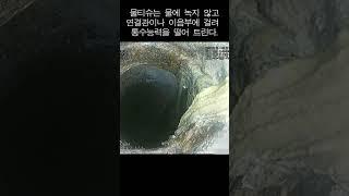 물티슈를  변기에 버리면  안 되는 이유! #shorts #하수도#바퀴벌레#나방파리#하수구
