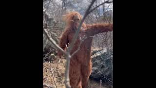 Hike with #Bigfoot aka Shenandoah Squatch