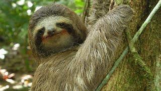 Three-toed Sloth: The Slowest Mammal On Earth | Nature on PBS