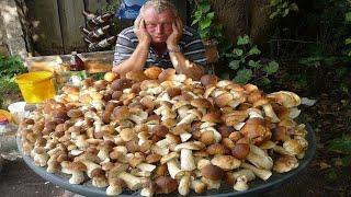 Giant Mushrooms. Picking WILD MUSHROOMS 2024, Extreme Boletus Mushrooms, Large mushrooms Hunting