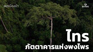 พลเมืองป่า : ไทร ภัตตาคารแห่งพงไพร