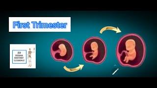 First Trimester I  Human Anatomy Tutorial