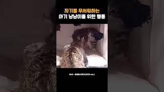 자기를 무서워하는 아기 냥냥이를 위한 행동