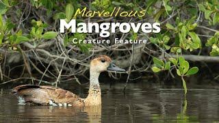 Marvellous Mangroves Creature Feature Ep.2 - The West Indian Whistling Duck