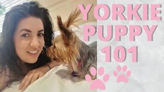 YORKSHIRE TERRIER What I wish I knew before I got a Yorkie Puppy!   dog toys, food, training & more