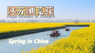 【Spring in China】江苏兴化：千垛油菜花风景如画/Thousand crib scenic spot is picturesque