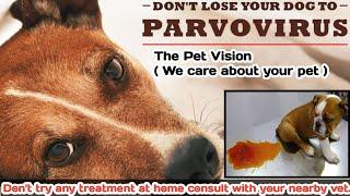 parvo dog virus  || symptoms & causes ||  what is parvo ? || by THE PET VISION (SAHIL VET).