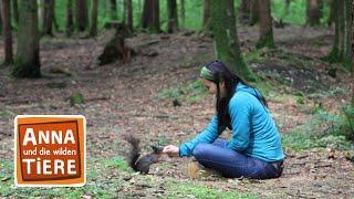 Nüsse für die Eichhörnchen | Reportage für Kinder | Anna und die wilden Tiere