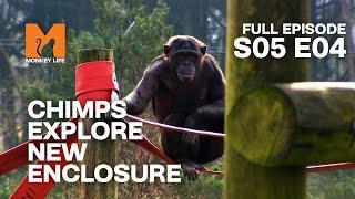 Chimps Go Bananas | Season 5 Episode 4 | Full Episode | Monkey Life