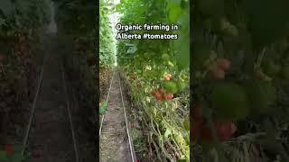 Organic farming in Alberta #tomatoes  #farming  #alberta