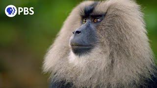 Macaque Cons Squirrel Into a Free Meal