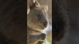 Quokka - The Smiling, Friendly Marsupial