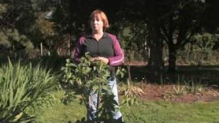 Gardening Tips : How to Care for Lilac Trees