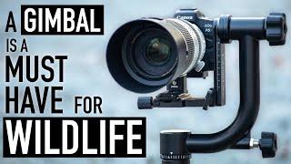 Why You Need a Gimbal Head for Wildlife Photography