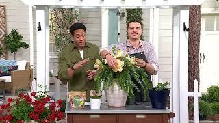 Roberta's 1pc Fishbone Orchid Cactus Live Plant on QVC