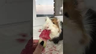 Guinea Pig Tries Melon for the First Time!  So Cute!